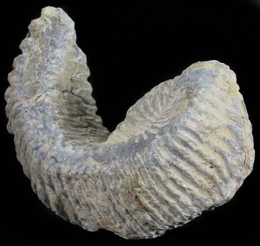 Cretaceous Fossil Oyster (Rastellum) - Madagascar #54476